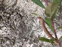 Biston betularia