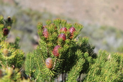 Leucadendron teretifolium