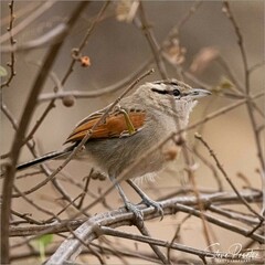 Tchagra australis