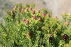 Leucadendron teretifolium