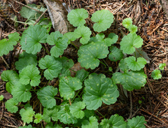 Puccinia glechomatis