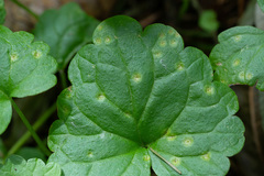 Puccinia glechomatis