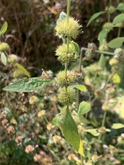 Chaiturus marrubiastrum