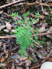 Boronia gracilipes