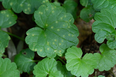 Puccinia glechomatis