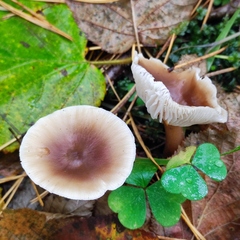 Rhodocollybia asema