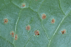 Puccinia glechomatis