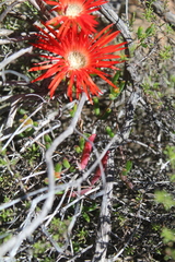 Drosanthemum lavisii