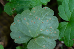 Puccinia glechomatis