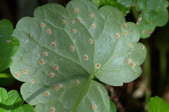 Puccinia glechomatis