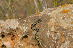 Hemorrhois hippocrepis