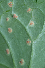 Puccinia glechomatis