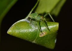 Cetratus