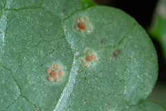 Puccinia glechomatis