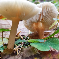 Rhodocollybia asema