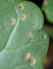 Puccinia glechomatis