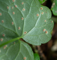 Puccinia glechomatis