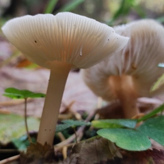Rhodocollybia asema
