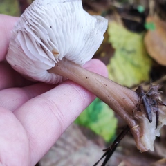 Rhodocollybia asema