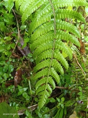 Cyclogramma auriculata