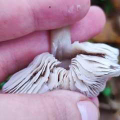 Rhodocollybia asema