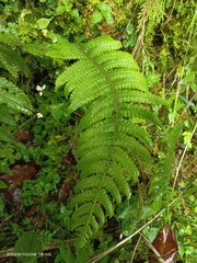 Cyclogramma auriculata