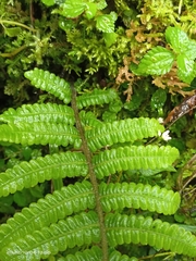 Cyclogramma auriculata