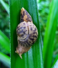 Megaustenia imperator
