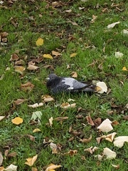 Columba livia domestica