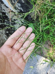 Digitaria radicosa