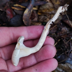 Hygrophoropsis pallida