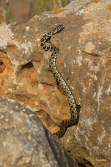 Hemorrhois hippocrepis