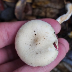 Hygrophoropsis pallida