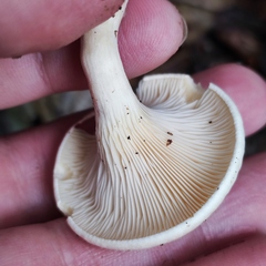 Hygrophoropsis pallida