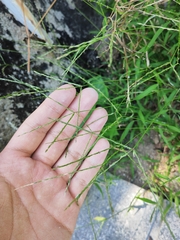 Digitaria radicosa