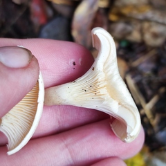 Hygrophoropsis pallida