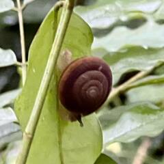 Quantula