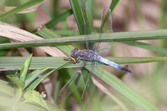 Orthetrum caledonicum