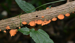 Anthracophyllum archeri