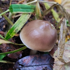 Rhodocollybia asema