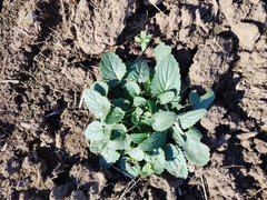 Dracocephalum nutans