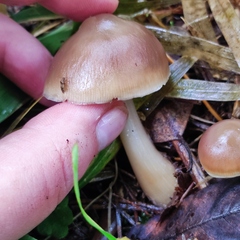 Rhodocollybia asema