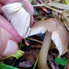 Rhodocollybia asema