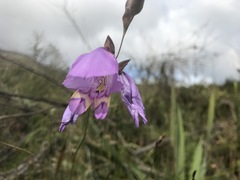 Gladiolus rogersii