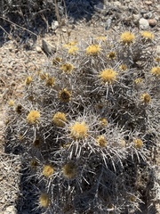 Carlina corymbosa