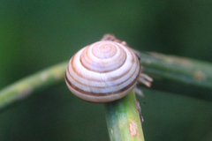 Caucasotachea vindobonensis