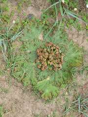 Arctopus echinatus