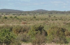 Cincloramphus cruralis