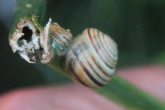 Caucasotachea vindobonensis