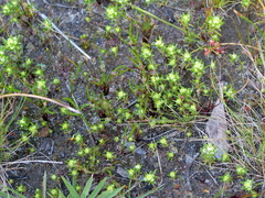 Siloxerus multiflorus